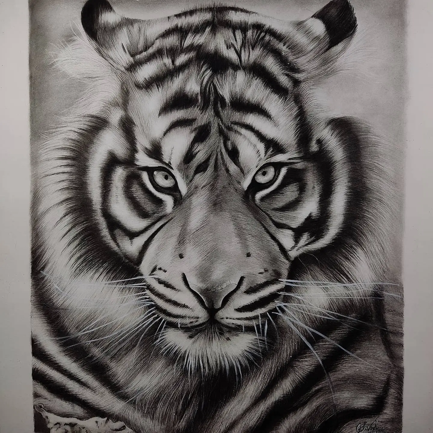 My Charcoal drawing of a tiger portrait